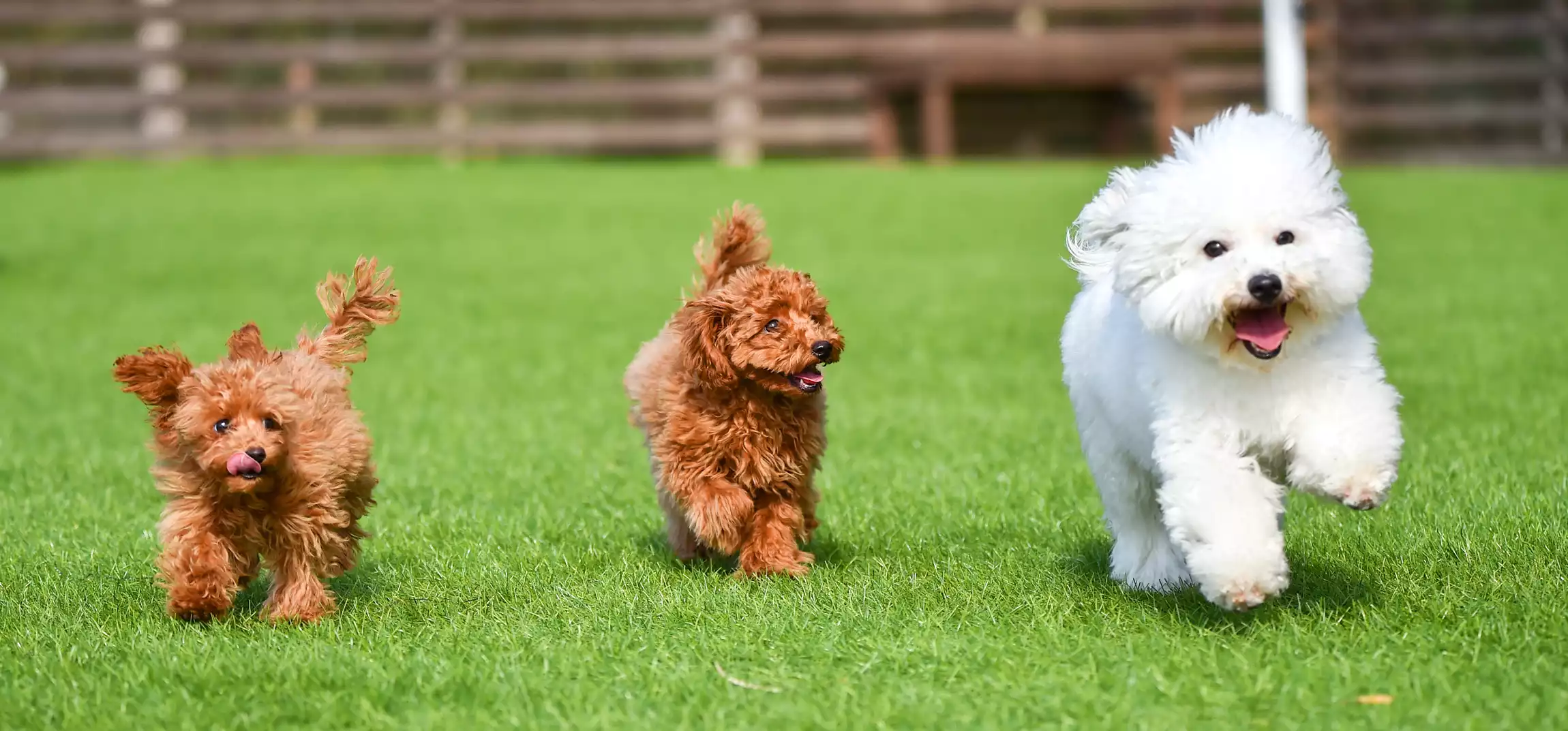 大阪北港マリーナリゾートHULLでは愛犬と一緒に宿泊できるお部屋もご用意しています