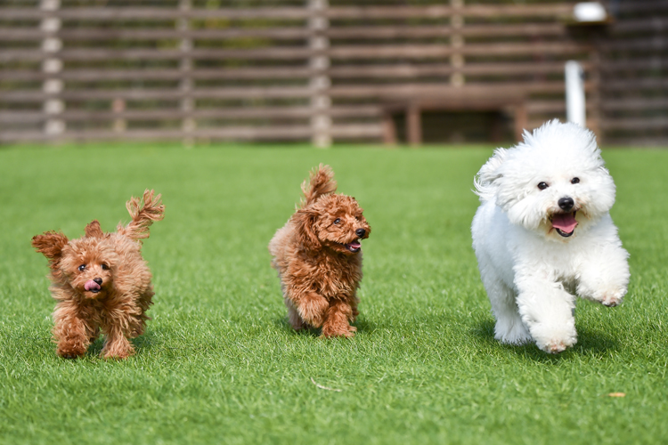 愛犬と泊まれるグランピング施設大阪北港マリーナリゾートHULL